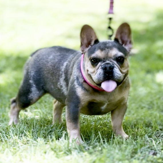 French Bulldog