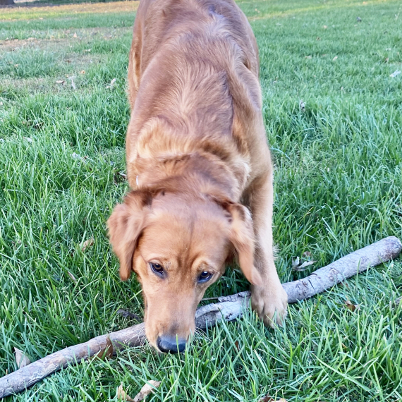 Golden Retriever
