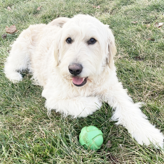 Goldendoodle