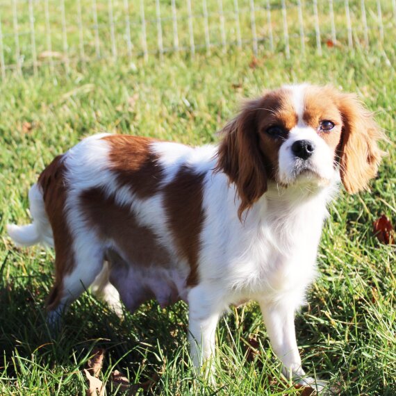 Cavalier King Charles Spaniel