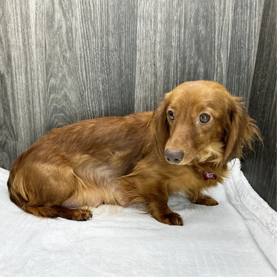 Dachshund