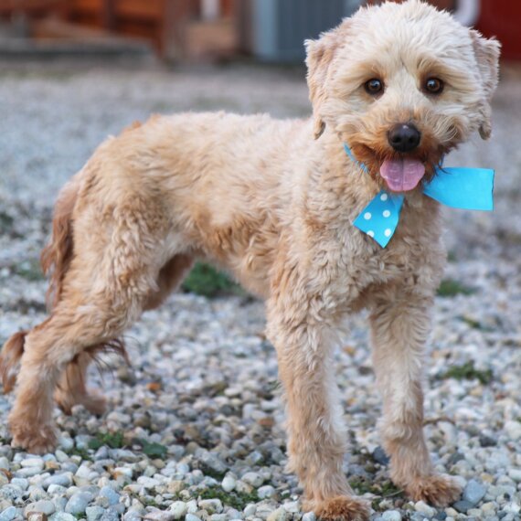 Goldendoodle