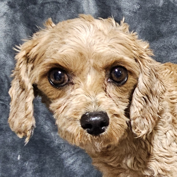 Cavapoo