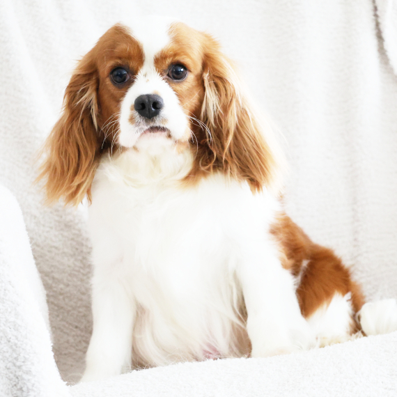 Cavalier King Charles Spaniel