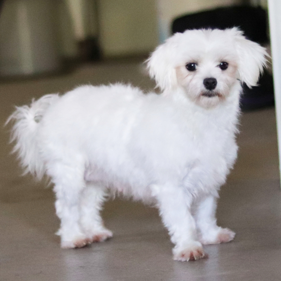 Maltese