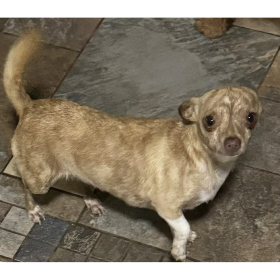Chihuahua