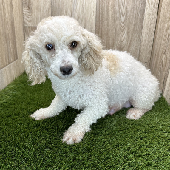 Charlie, a Apricot Male Poodle Puppy 797468 | PuppySpot