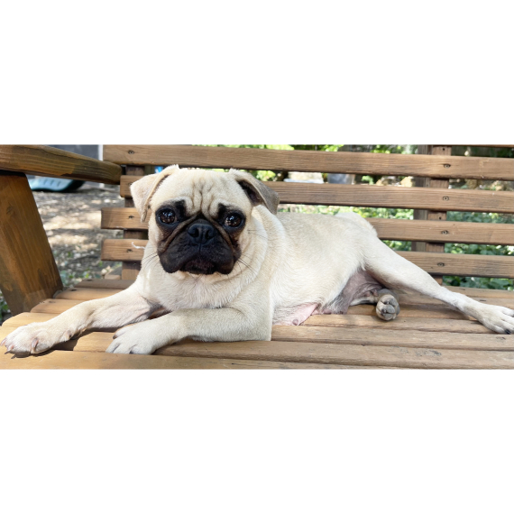 Pug