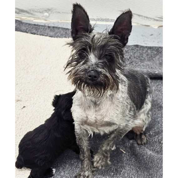 Miniature Schnauzer