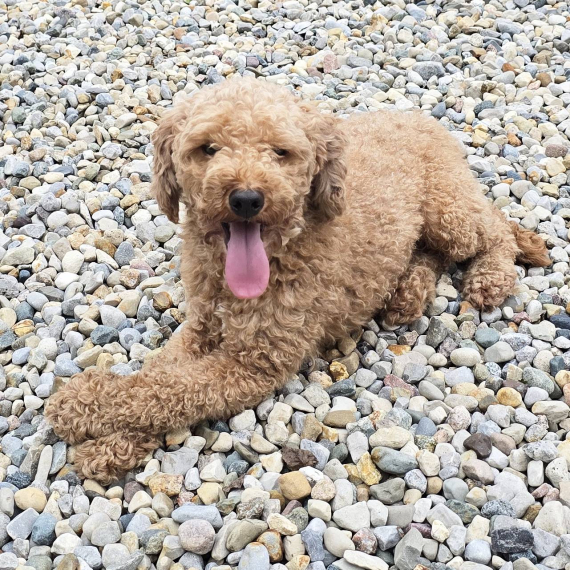 Poodle
