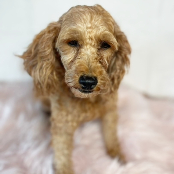 Poodle