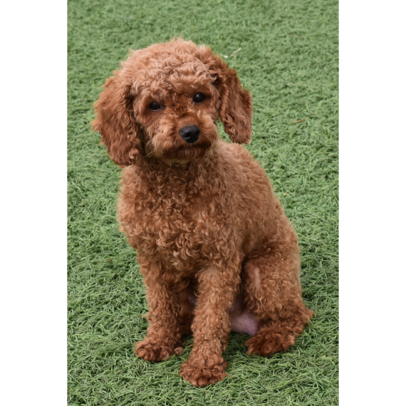 Poodle