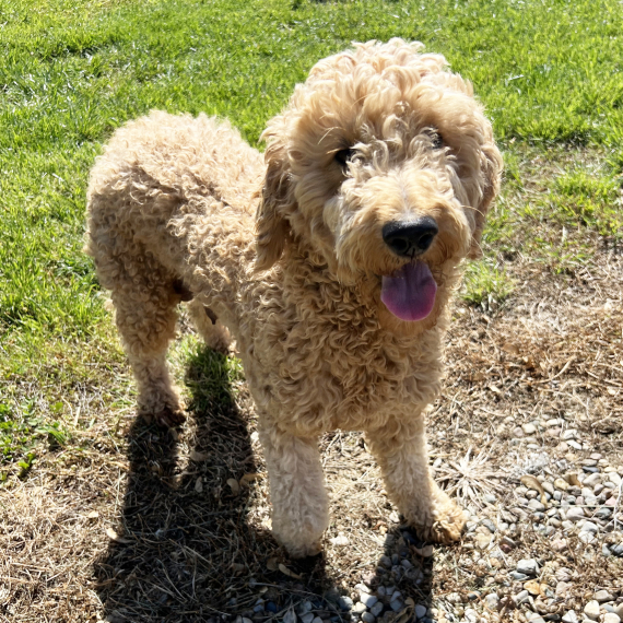 Goldendoodle