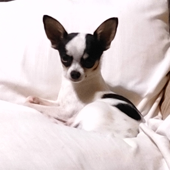 Chihuahua