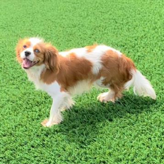Cavalier King Charles Spaniel