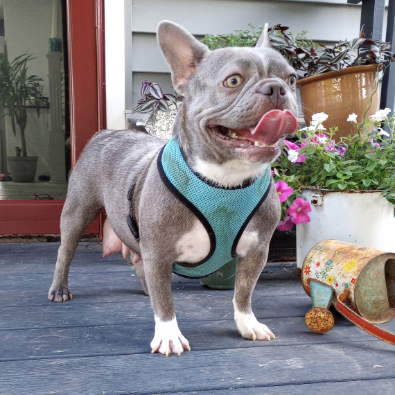 Frenchton