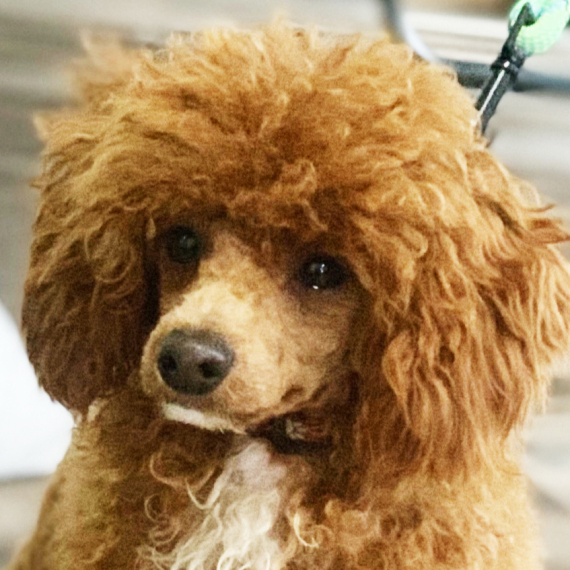 Poodle