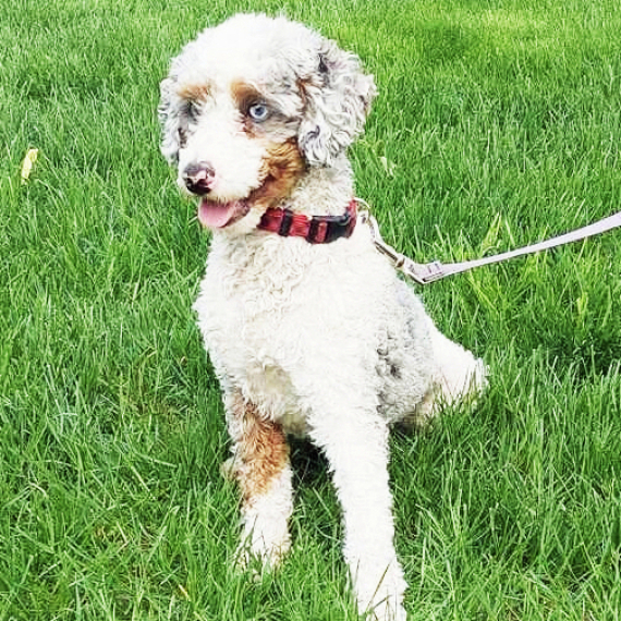 Poodle