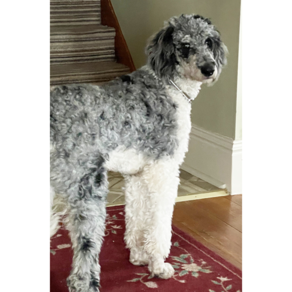 Poodle