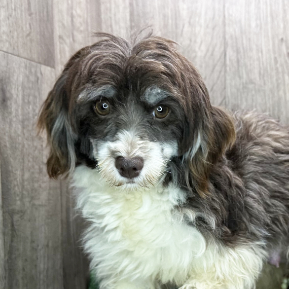Havanese