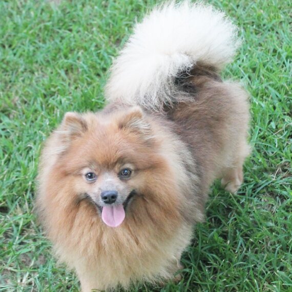 Pomeranian