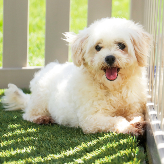 Maltipoo
