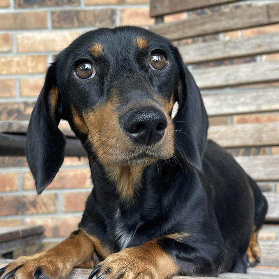 Dachshund