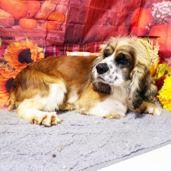 Cocker Spaniel