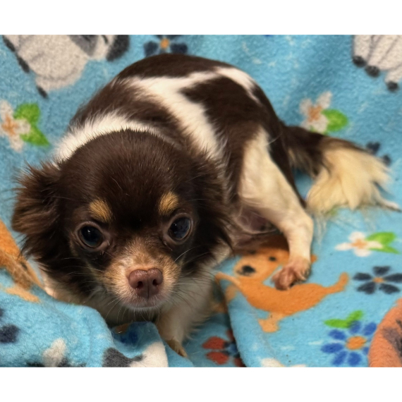 Chihuahua