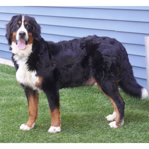 Bernese Mountain Dog
