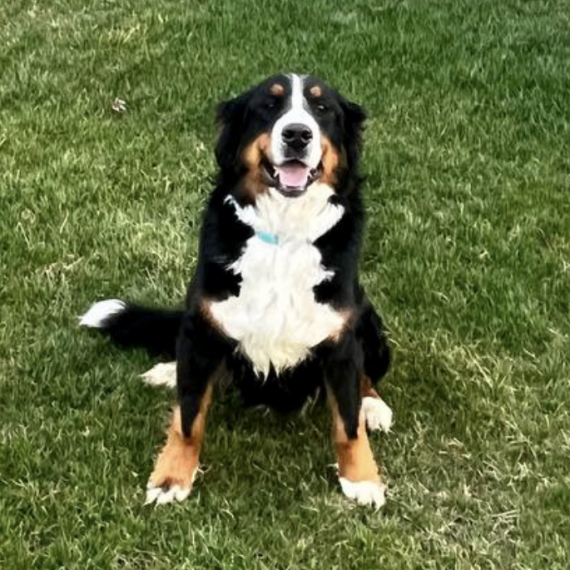 Bernese Mountain Dog
