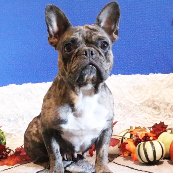 French Bulldog