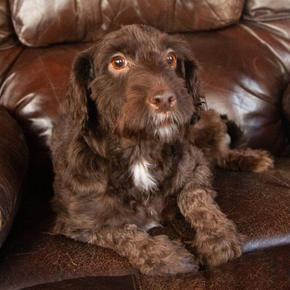 Goldendoodle