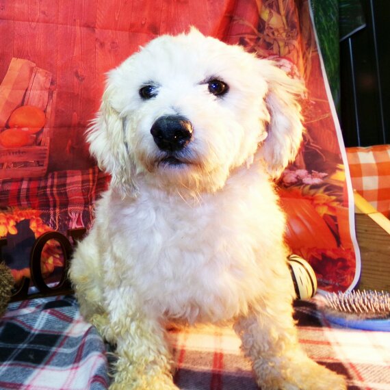 Bichon Frise