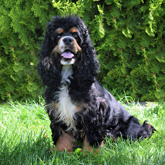 Cocker Spaniel
