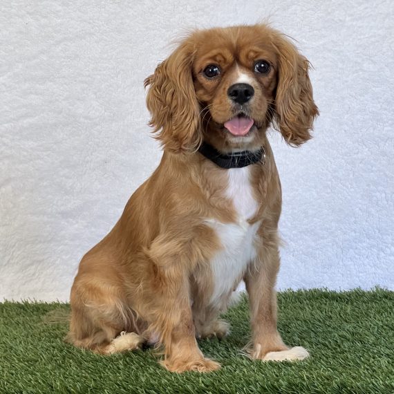Cavalier King Charles Spaniel