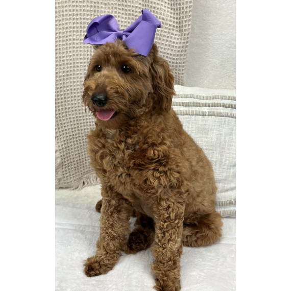 Goldendoodle
