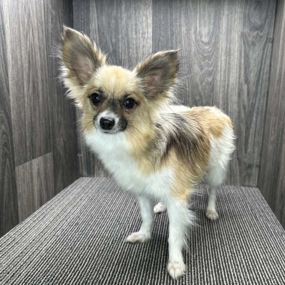 Papillon
