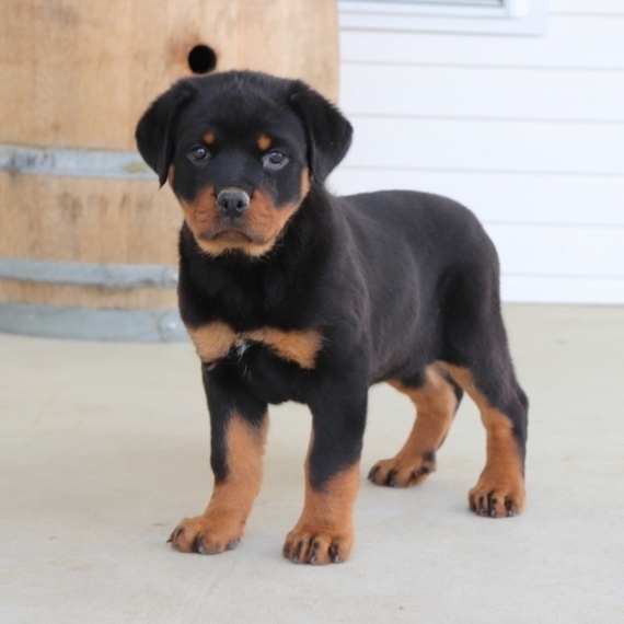 puppyspot rottweiler
