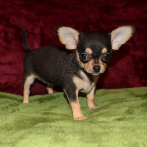 little black chihuahua