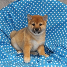 Toby Shiba Inu Puppy 602563 Puppyspot