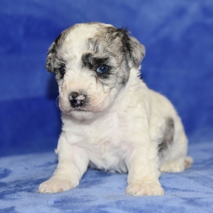poodle blue merle