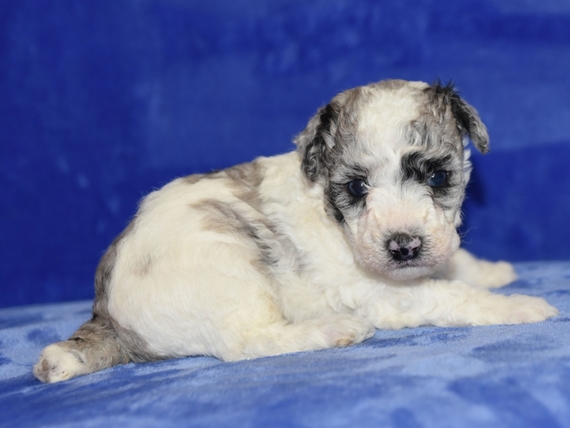 merle poodle puppies