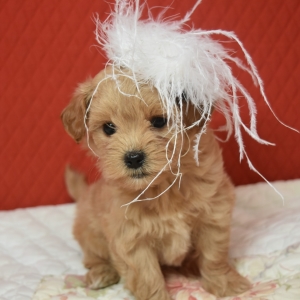 orange maltipoo