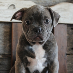 blue frenchton puppies