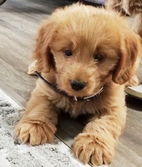 charlie goldendoodle