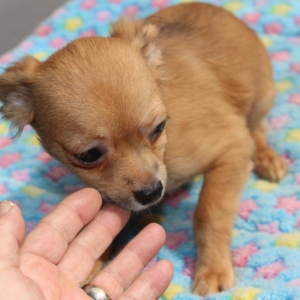 fawn chihuahua puppy