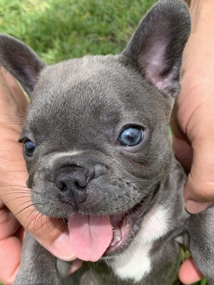 Lilac Lilly French Bulldog Puppy 604353 | PuppySpot