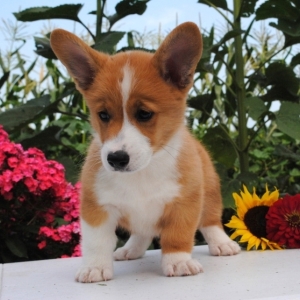 Curtis A Sable Male Pembroke Welsh Corgi Puppy 604643 Puppyspot