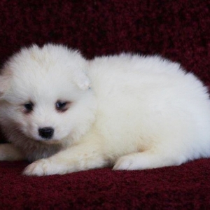 boy samoyed